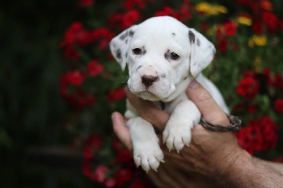 Les chiots de Dalmatien
