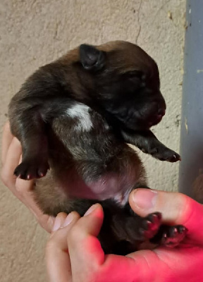 Les chiots de Berger Belge