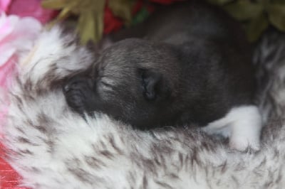 Voice of love echo the night - Siberian Husky