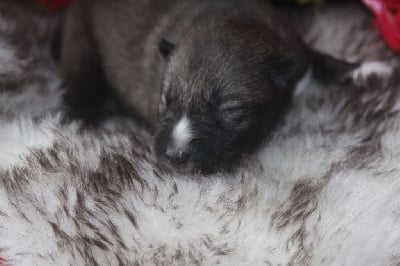 Vivid dream full possibility - Siberian Husky