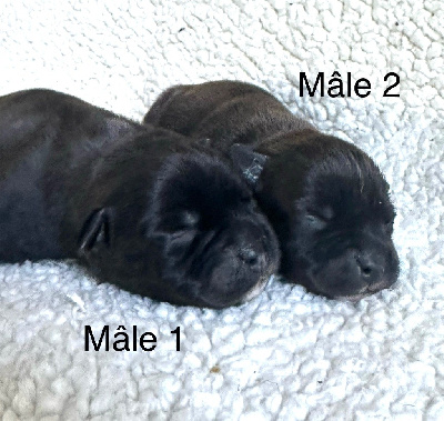 Les chiots de Staffordshire Bull Terrier