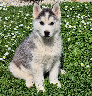 Les chiots de Siberian Husky