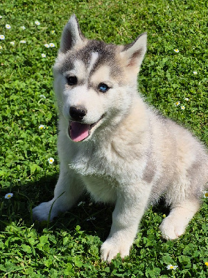 Les chiots de Siberian Husky