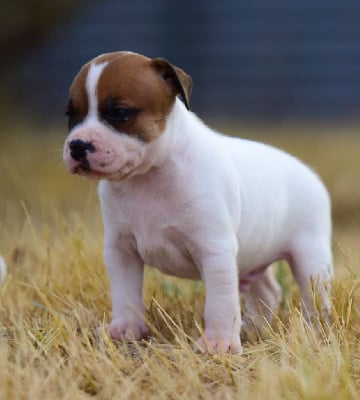 Les chiots de Staffordshire Bull Terrier