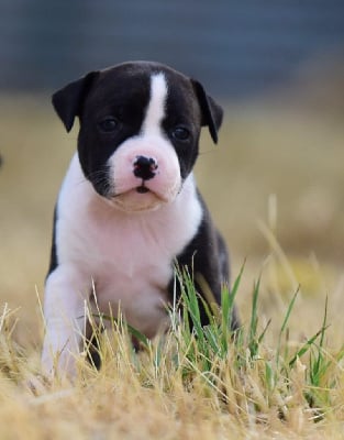 Les chiots de Staffordshire Bull Terrier