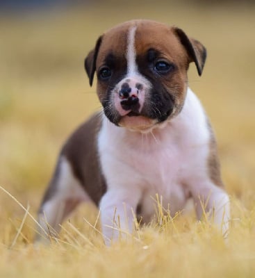 Les chiots de Staffordshire Bull Terrier