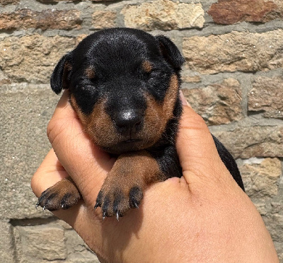 Les chiots de Pinscher nain