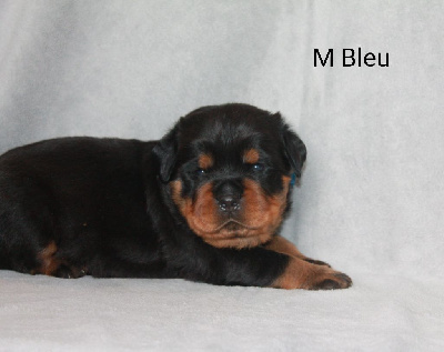 Les chiots de Rottweiler