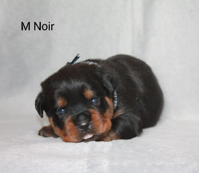 Les chiots de Rottweiler