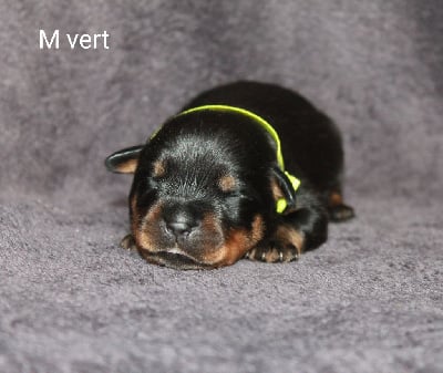 Les chiots de Rottweiler