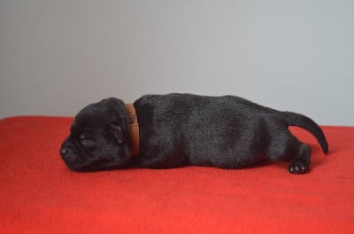 Les chiots de Staffordshire Bull Terrier