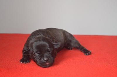 Les chiots de Staffordshire Bull Terrier