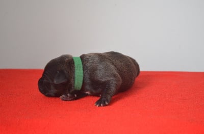 Les chiots de Staffordshire Bull Terrier