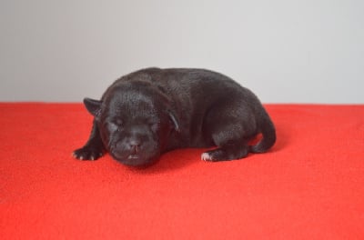 Les chiots de Staffordshire Bull Terrier