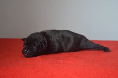 Les chiots de Staffordshire Bull Terrier