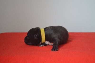 Les chiots de Staffordshire Bull Terrier