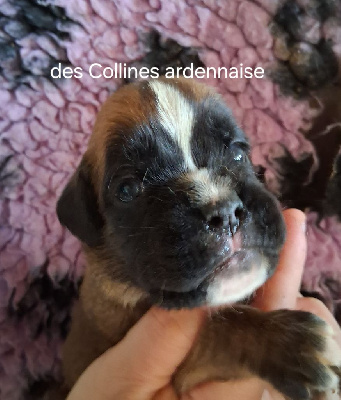 Les chiots de Boxer