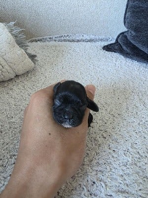 American Cocker Spaniel