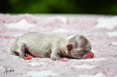 Les chiots de Chihuahua
