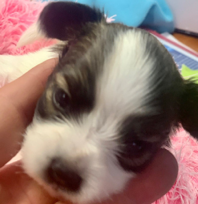 Les chiots de Epagneul nain Continental (Papillon)