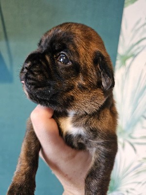 Boxer