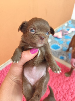 Les chiots de Chihuahua
