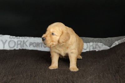 Les chiots de Golden Retriever