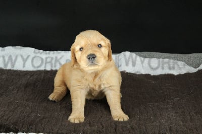 Les chiots de Golden Retriever