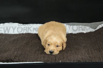 Les chiots de Golden Retriever