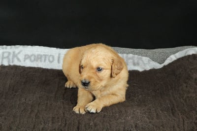 Les chiots de Golden Retriever