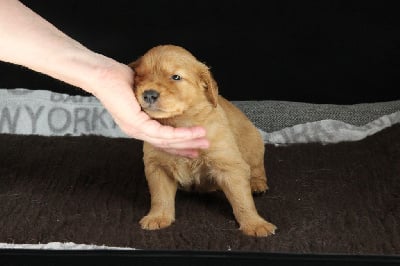 Les chiots de Golden Retriever