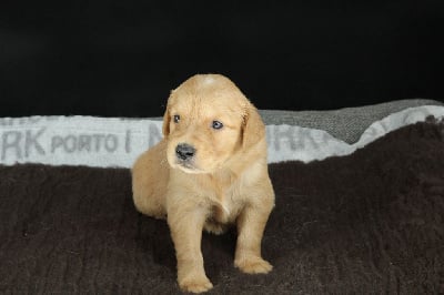 Les chiots de Golden Retriever