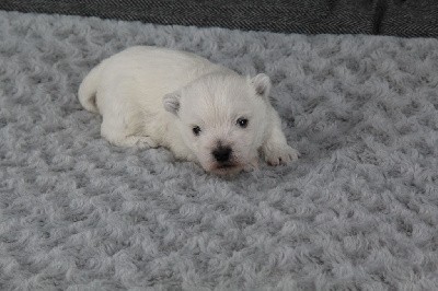 West Highland White Terrier
