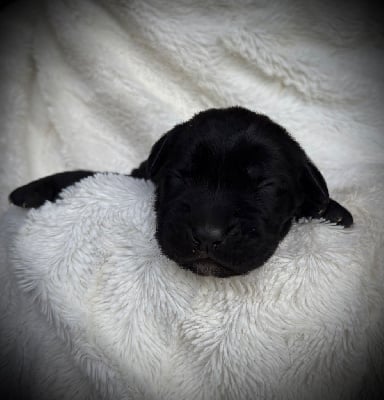 Les chiots de Cane Corso