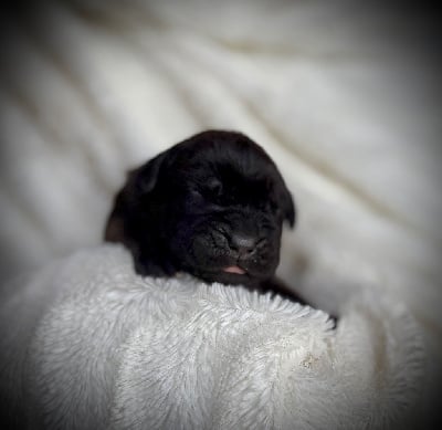 Les chiots de Cane Corso