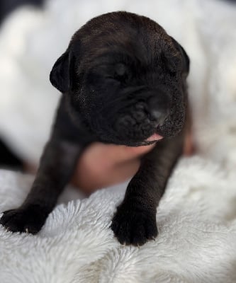 Les chiots de Cane Corso