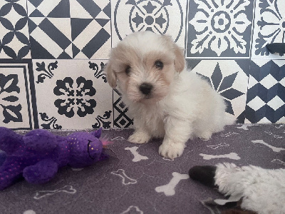 Les chiots de Coton de Tulear