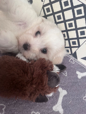 Les chiots de Coton de Tulear
