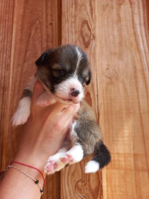 CHIOT 5 - Welsh Corgi Pembroke