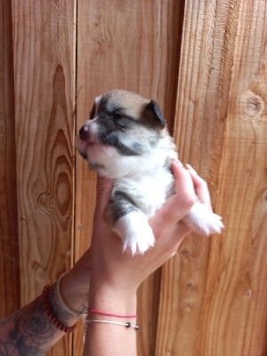 CHIOT 7 - Welsh Corgi Pembroke