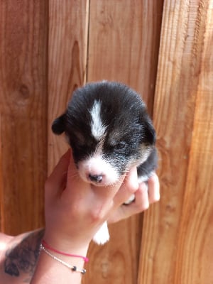 CHIOT 3 - Welsh Corgi Pembroke