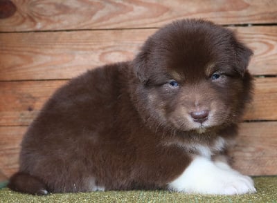Les chiots de Berger Australien