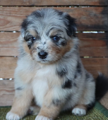 Les chiots de Berger Australien