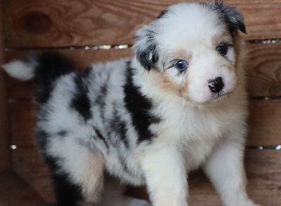 Les chiots de Berger Australien