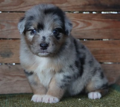 Les chiots de Berger Australien