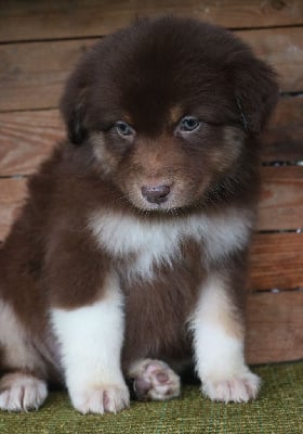 Les chiots de Berger Australien