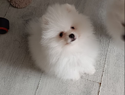Les chiots de Spitz allemand