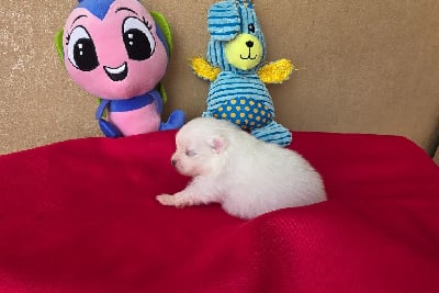 Les chiots de Spitz allemand
