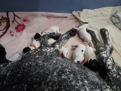 Les chiots de Braque d'Auvergne