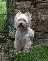 Étalon West Highland White Terrier - Delbret's Eazy ...not realy